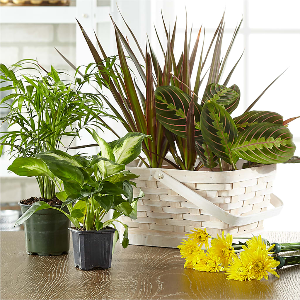 Florist Designed Blooming and Green Plants in a Basket – Family Fare Supermarkets #3785, Omaha NE