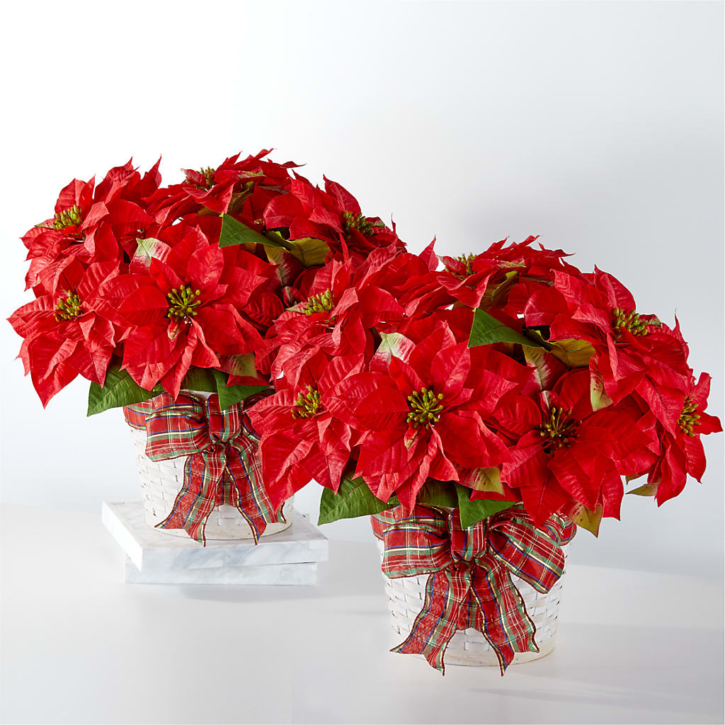 Happiest Holidays Poinsettia Bundle – Family Fare Supermarkets #3785, Omaha NE