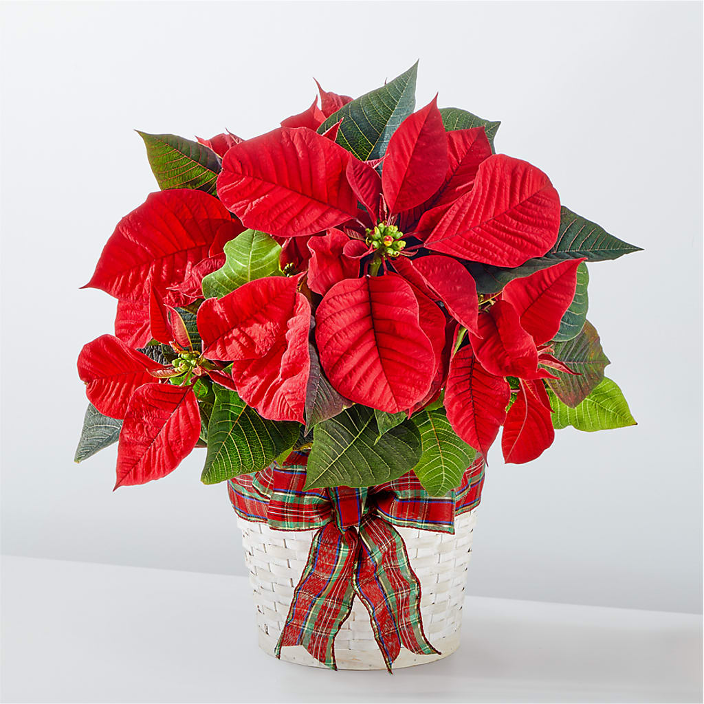 Happiest Holidays Poinsettia – Family Fare Supermarkets #3785, Omaha NE
