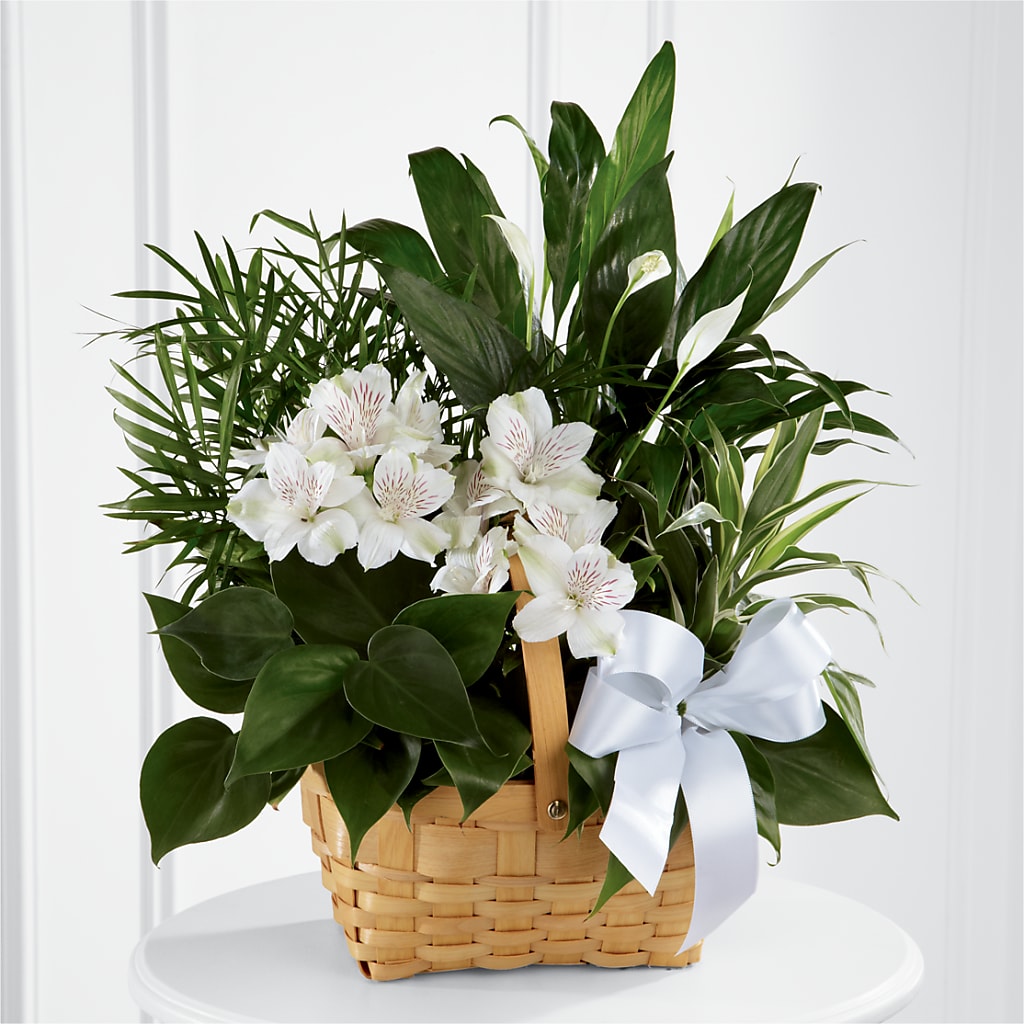 Peace & Serenity Dishgarden – Family Fare Supermarkets #3785, Omaha NE