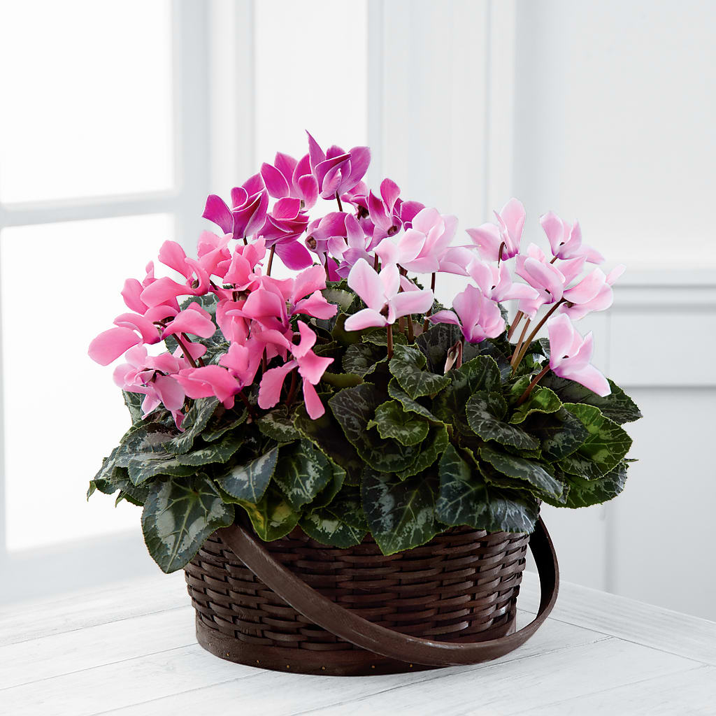 Mixed Cyclamen Planter – Family Fare Supermarkets #3785, Omaha NE