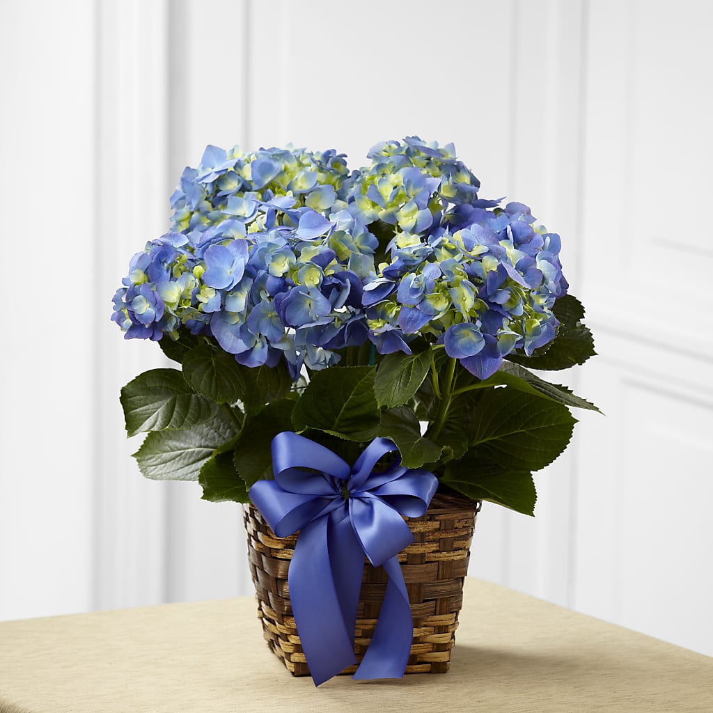 Blue Hydrangea Planter – Family Fare Supermarkets #3785, Omaha NE