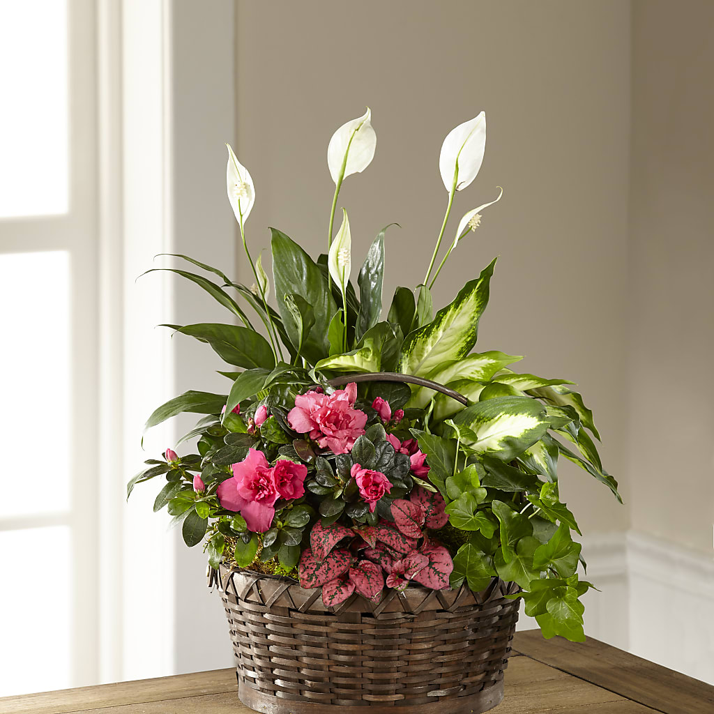 Dream in Pink Dishgarden – Family Fare Supermarkets #3785, Omaha NE