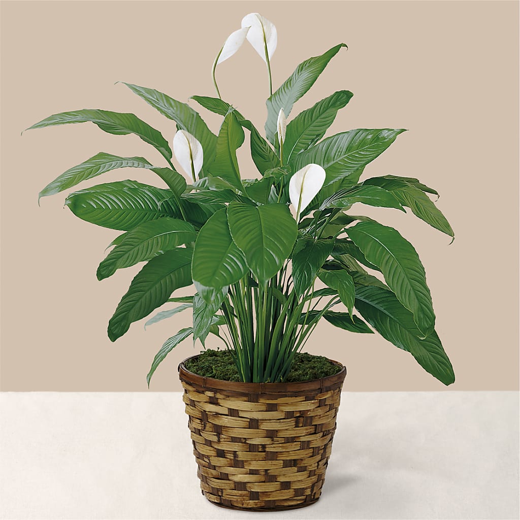 Tranquil Moments Peace Lily Plant – Family Fare Supermarkets #3785, Omaha NE