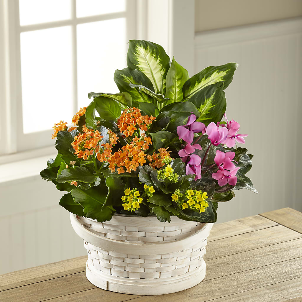 Color Crush Dishgarden – Family Fare Supermarkets #3785, Omaha NE