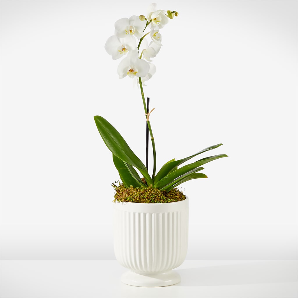 Whispering White Orchid – Family Fare Supermarkets #3785, Omaha NE