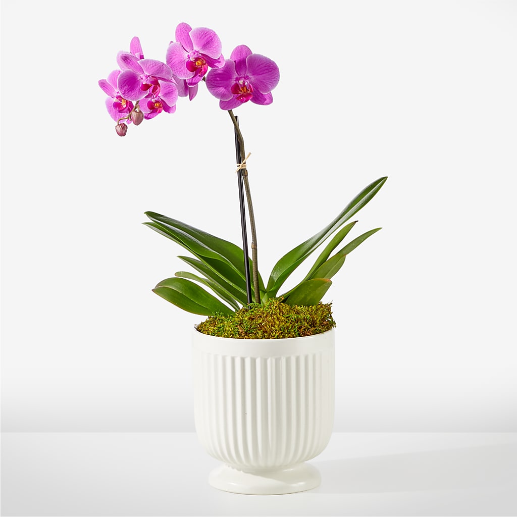 Friendly Fuchsia Orchid – Family Fare Supermarkets #3785, Omaha NE