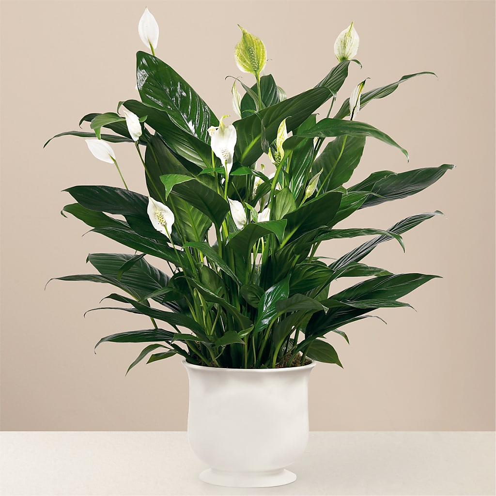 Comfort Planter – Family Fare Supermarkets #3785, Omaha NE