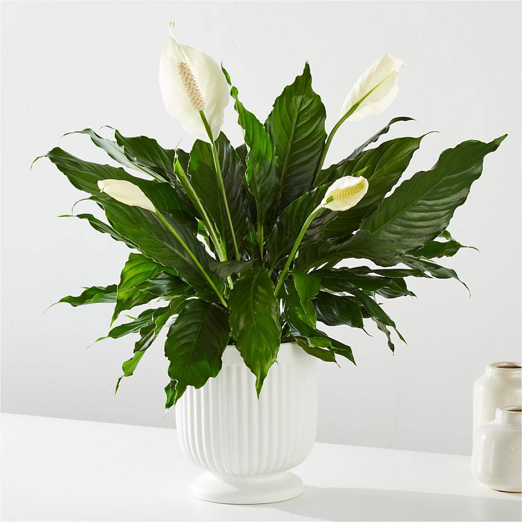Comfort Planter – Family Fare Supermarkets #3785, Omaha NE