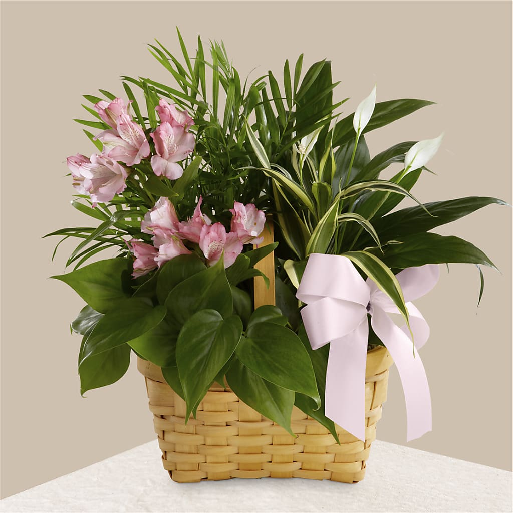 Living Spirit Dishgarden – Family Fare Supermarkets #3785, Omaha NE