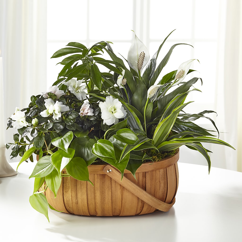 Serene Dishgarden – Family Fare Supermarkets #3785, Omaha NE