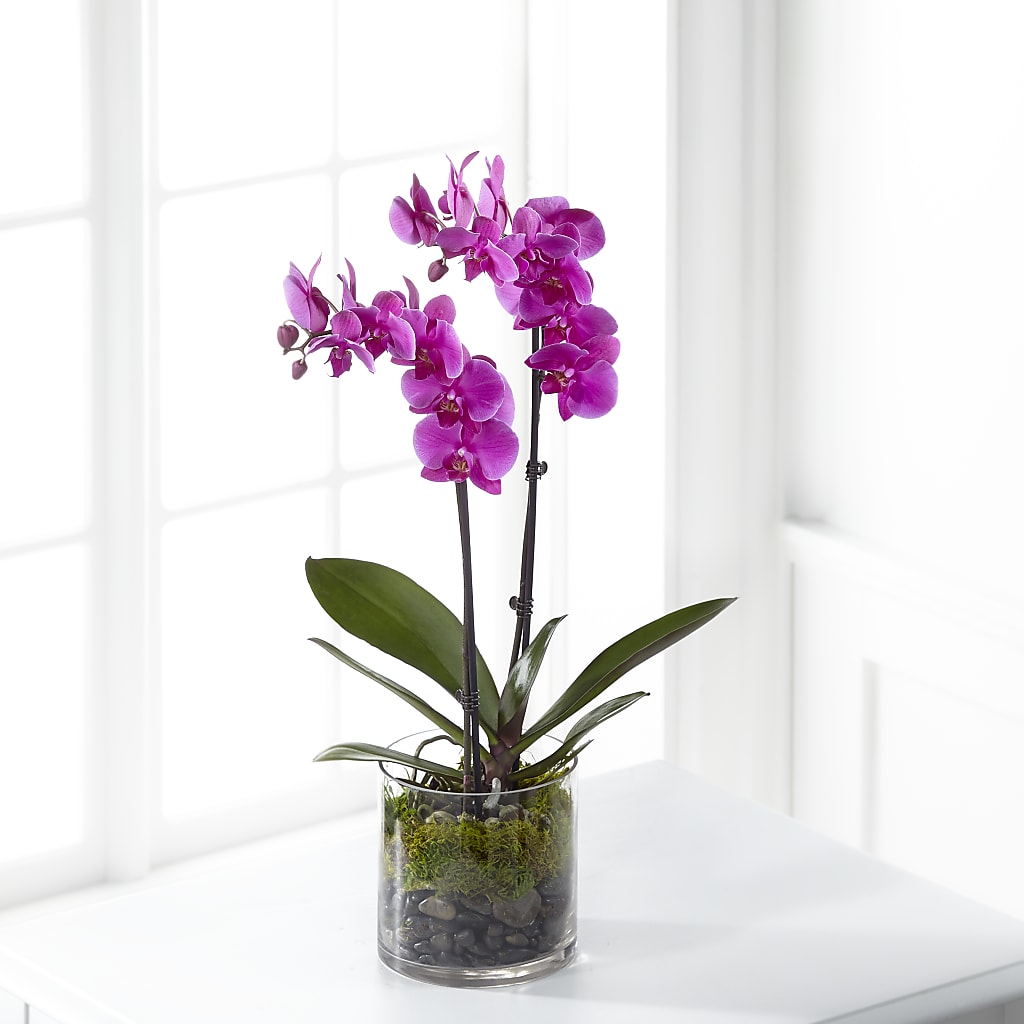Pink Orchid Plant – Family Fare Supermarkets #3785, Omaha NE