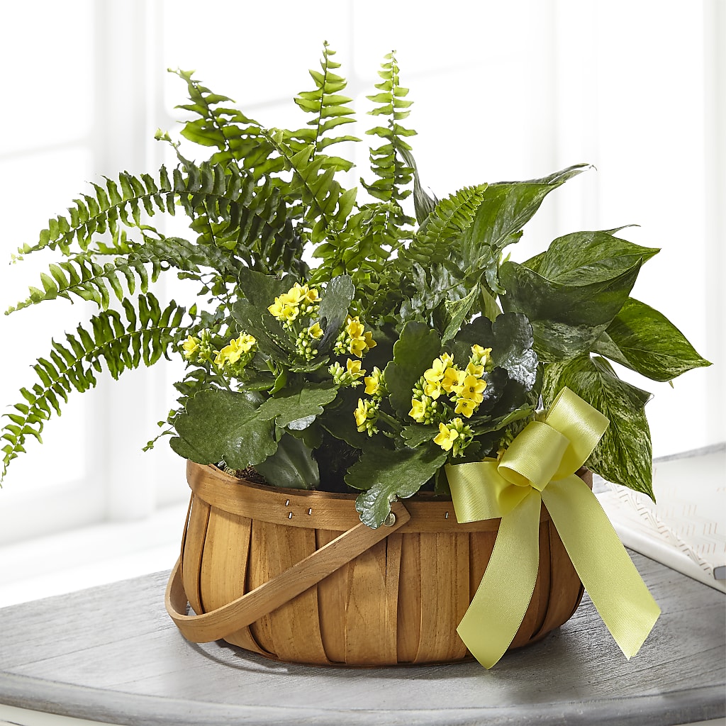 Always Dear Dishgarden – Family Fare Supermarkets #3785, Omaha NE