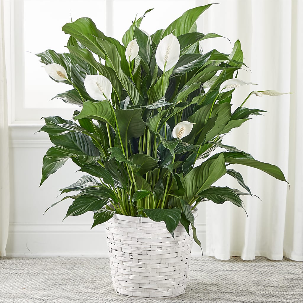 A New Leaf Peace Lily – Family Fare Supermarkets #3785, Omaha NE