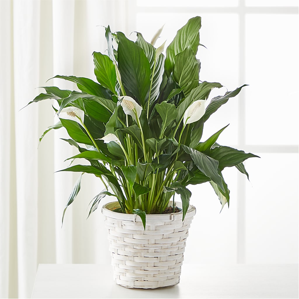 A New Leaf Peace Lily – Family Fare Supermarkets #3785, Omaha NE