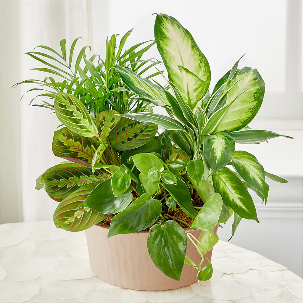 Balance & Harmony Dishgarden – Family Fare Supermarkets #3785, Omaha NE