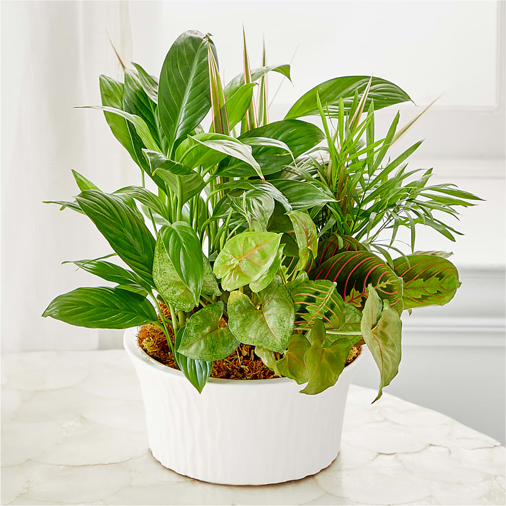 Balance & Harmony Dishgarden – Family Fare Supermarkets #3785, Omaha NE