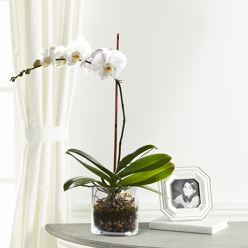 White Orchid Planter – Family Fare Supermarkets #3785, Omaha NE