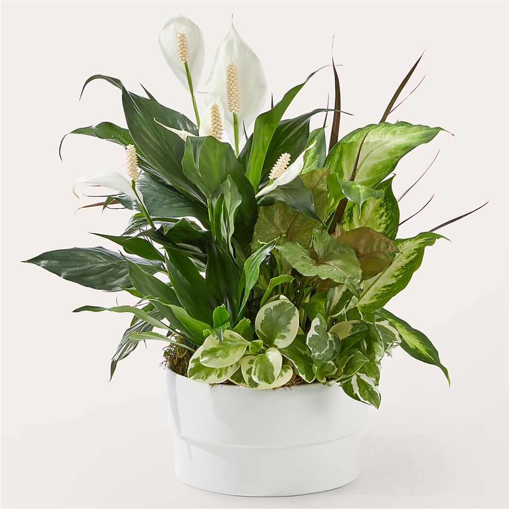 Radiating Positivity Dishgarden – Family Fare Supermarkets #3785, Omaha NE