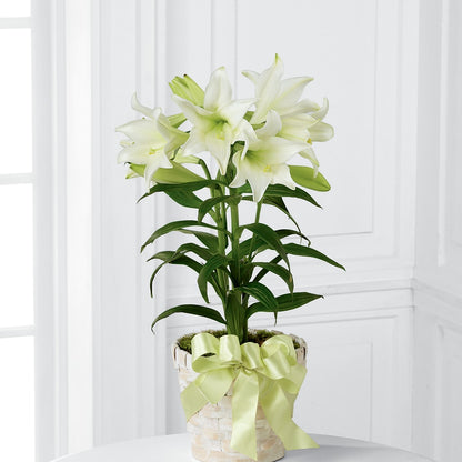 Easter Lily Plant –  Family Fare Supermarkets #3785, Omaha NE