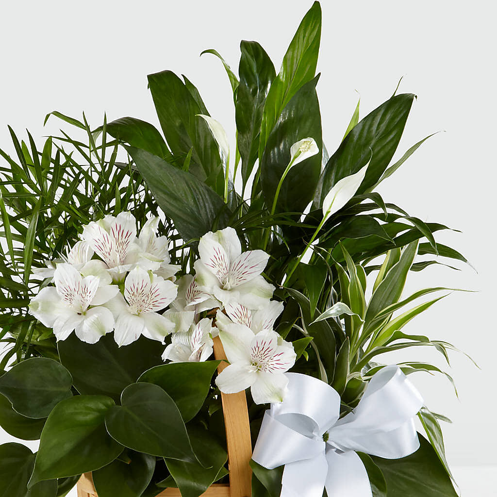 Peace & Serenity Dishgarden –  Family Fare Supermarkets #3785, Omaha NE
