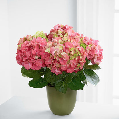 Pink Hydrangea Planter –  Family Fare Supermarkets #3785, Omaha NE
