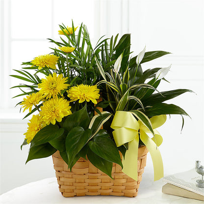 Loving Light Dishgarden –  Family Fare Supermarkets #3785, Omaha NE