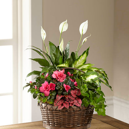Dream in Pink Dishgarden –  Family Fare Supermarkets #3785, Omaha NE