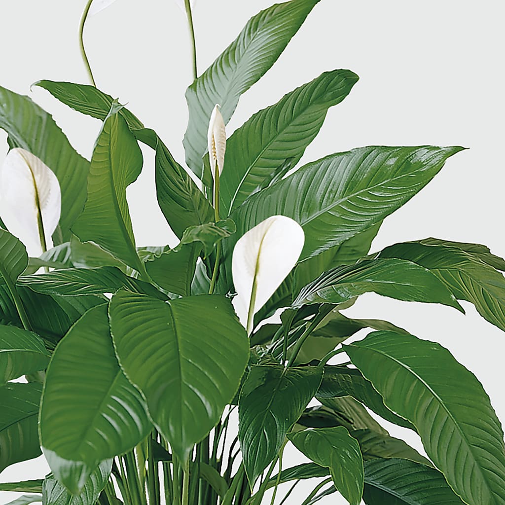 Tranquil Moments Peace Lily Plant –  Family Fare Supermarkets #3785, Omaha NE