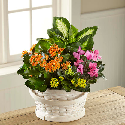 Color Crush Dishgarden –  Family Fare Supermarkets #3785, Omaha NE