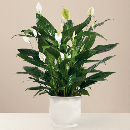 Comfort Planter –  Family Fare Supermarkets #3785, Omaha NE