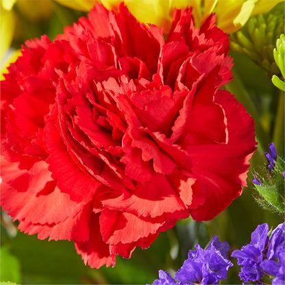 Brighter Days Bouquet –  Family Fare Supermarkets #3785, Omaha NE