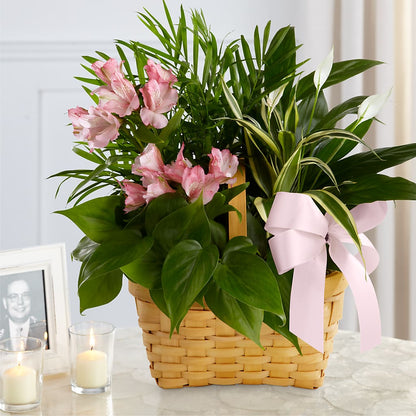 Living Spirit Dishgarden –  Family Fare Supermarkets #3785, Omaha NE
