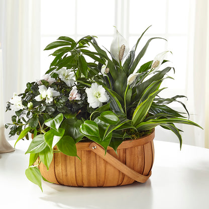 Serene Dishgarden –  Family Fare Supermarkets #3785, Omaha NE