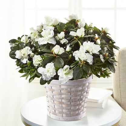 White Azalea Plant –  Family Fare Supermarkets #3785, Omaha NE
