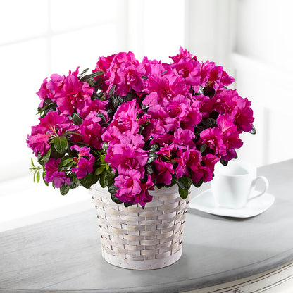 Hope & Serenity Azalea Plant –  Family Fare Supermarkets #3785, Omaha NE
