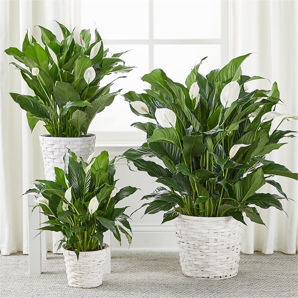 A New Leaf Peace Lily –  Family Fare Supermarkets #3785, Omaha NE