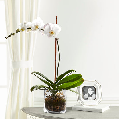 White Orchid Planter –  Family Fare Supermarkets #3785, Omaha NE