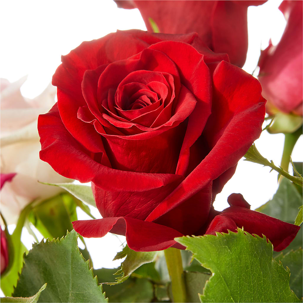 Love Notes Rose Bouquet –  Family Fare Supermarkets #3785, Omaha NE